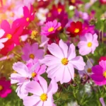 istockphoto-532407872-612×612